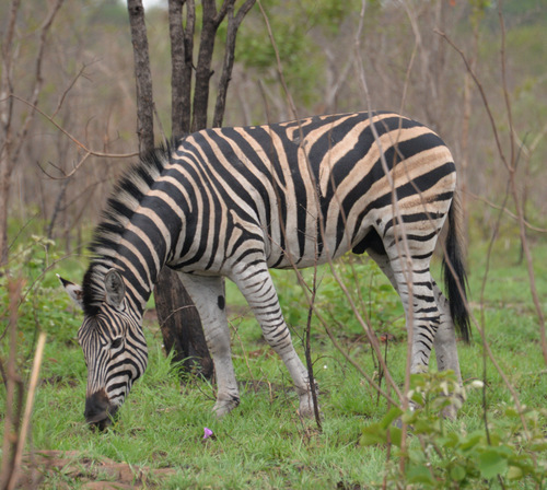 Zebra.