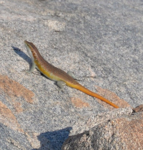 Lizard.