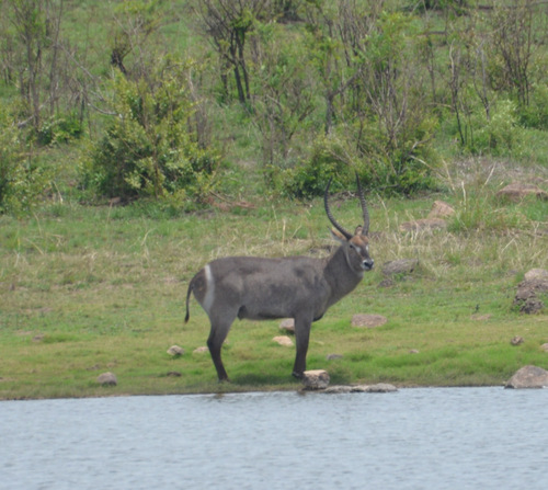 Waterbuck.