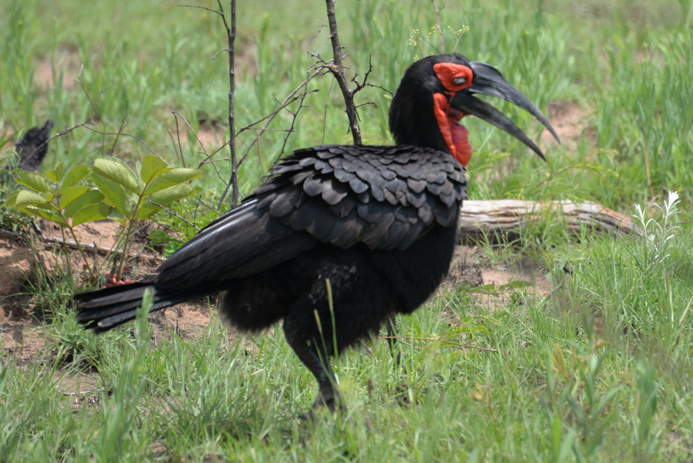 Southern Ground Hornbill.