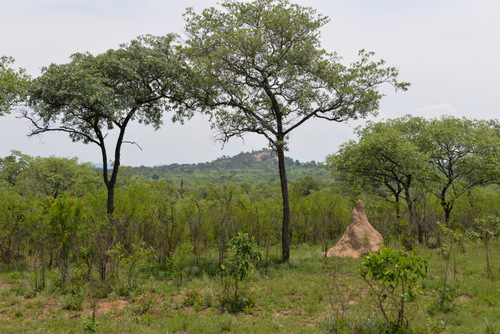 Termite Mound.