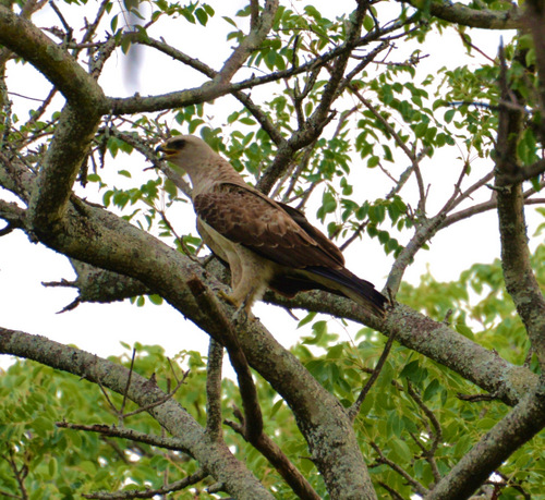 Light colored Wahlberg's Eagle.