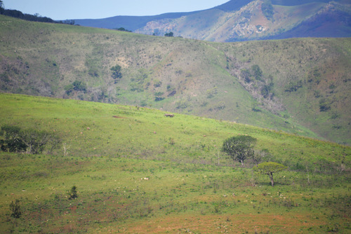 Two Rhinoceros.