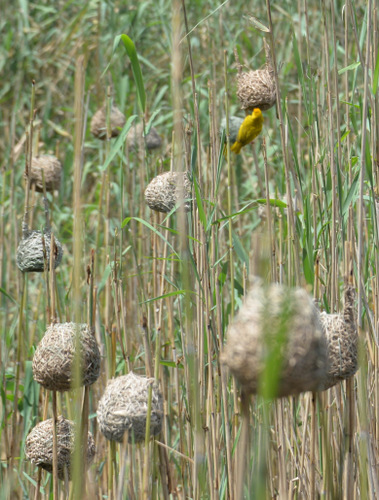 Weaver Bird and Nests.