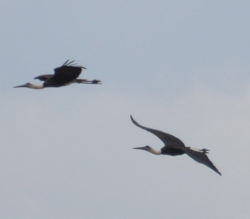 Stork(s).