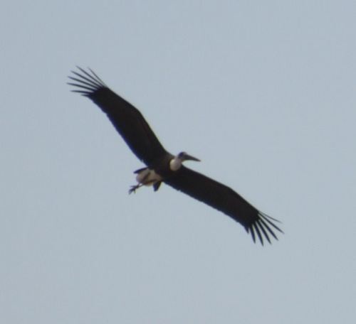 Stork.