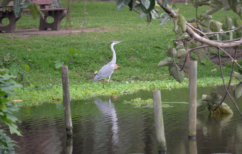 Durban Botanical Gardens.