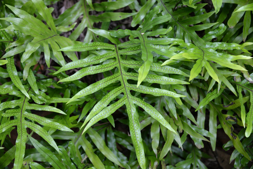 Durban Botanical Gardens.