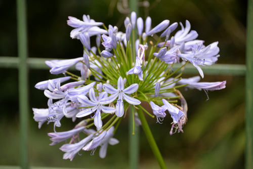 Durban Botanical Gardens.