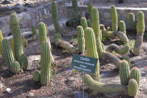 Card&oacute;n.