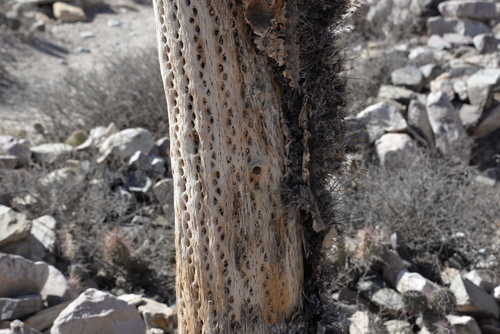 Pucar&aacute; de Tilcara.