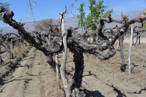 This is an Old Vine Field, almost like bush vines.