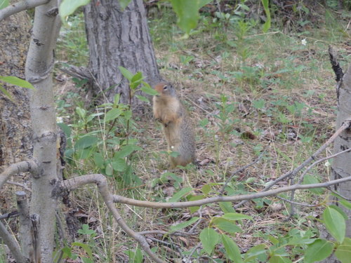 GDMBR: This guy was cleverly sneaking around to our back side.