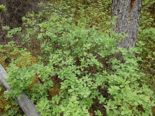 GDMBR: We've been seeing a lot of this bush lately.