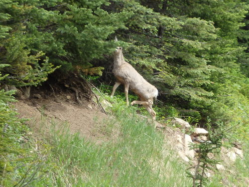 GDMBR: Same Doe.