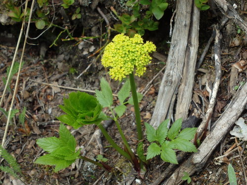 GDMBR: Another new flower to us.