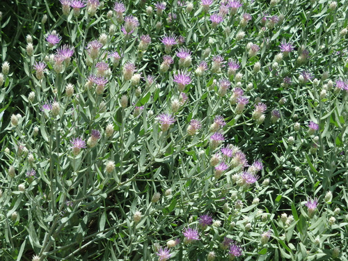 Desert Bush in Bloom.