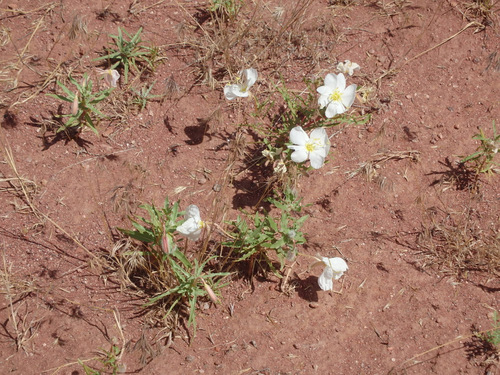 Probably a Desert Primrose.