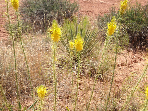 Called Desert Plume, Arches NP, UT.