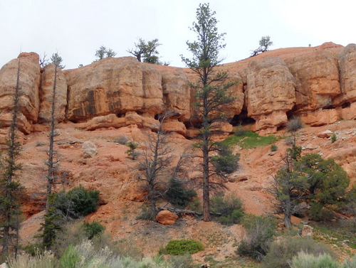 Bike Path through Dixie National Forest.