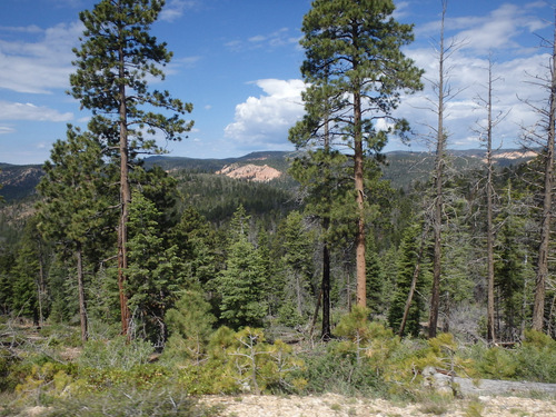 Side view on the road, all Ponerosa Pines