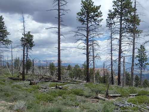 Return ride, passing through another burn scar.