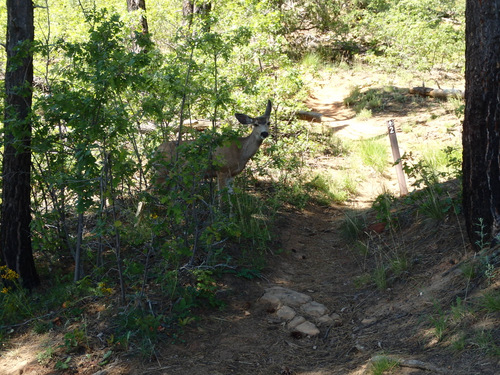 West Rim Trail.