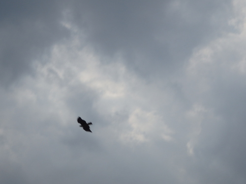 GDMBR: The most likely candidate was a Raven.