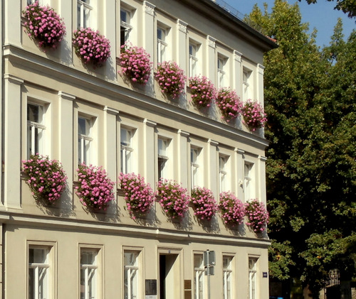 the flowers just seem to be standing out today.