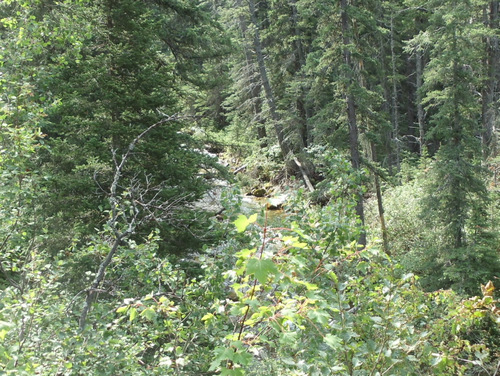The stream.