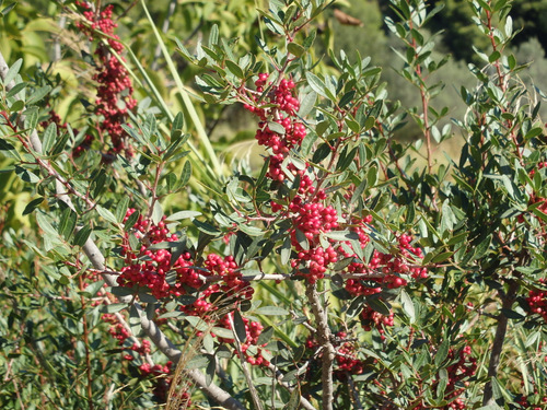 Red berry plant, unknown.