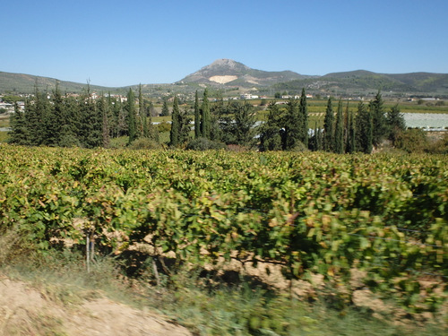 Red Grapes.