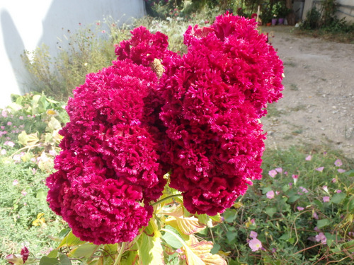 Local flora.