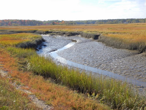 Typical salt/fresh water estuary.