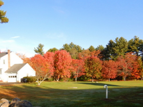 Fall Foliage.