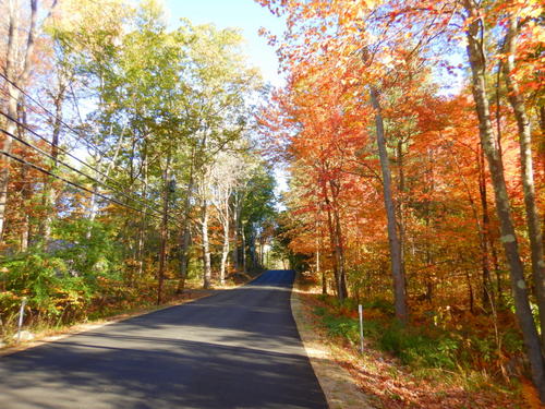 Fall Foliage.