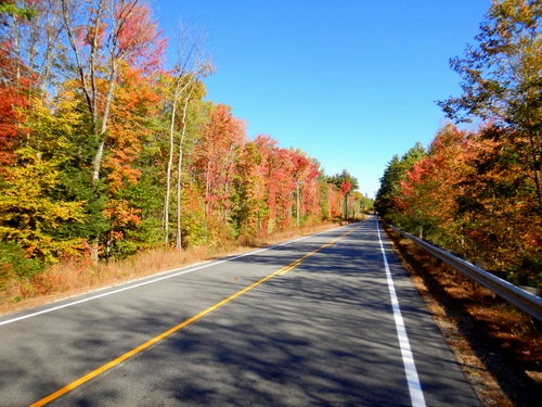 Fall Foliage.