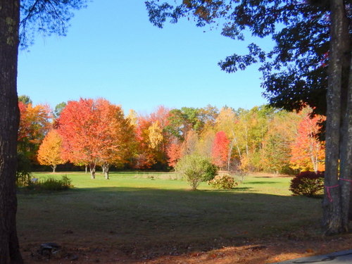 Fall Foliage.