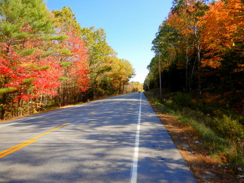 Fall Foliage.