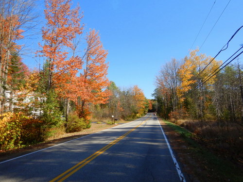 Fall Foliage.