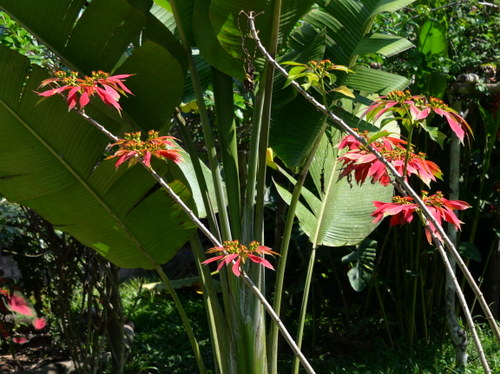 Corto Maltes Amazonia Ecolodge.