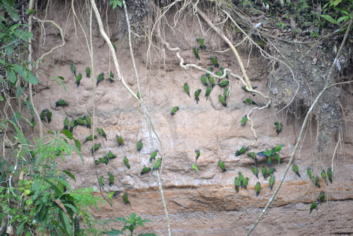 Famous Parakeet River Clay Bank.