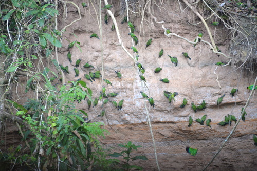 Famous Parakeet River Clay Bank.