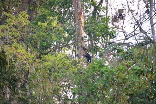 Famous Parakeet River Clay Bank.