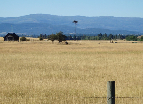 Eagle's Nest (the large clump of sticks affixed to the top of the telephone/electrical pole).