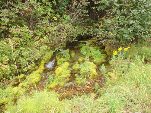 Moss covered creek bed.