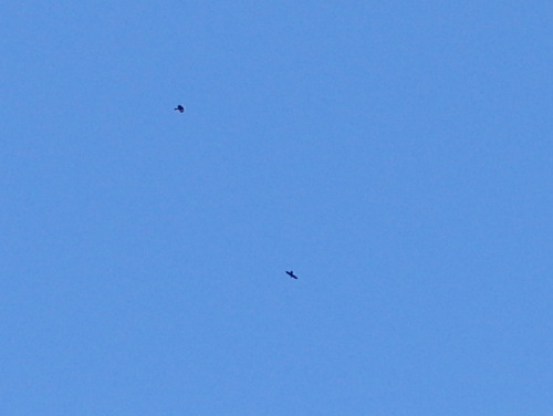 Two Hawks or Crows at play, we could never tell.