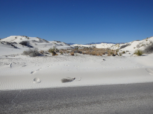 In White Sands, NM, Innerdunal Area.
