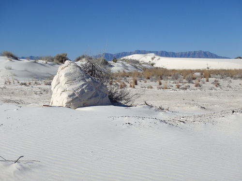 Yucca Rootball.