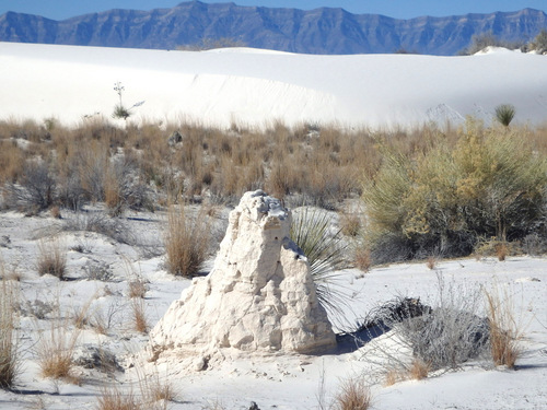 Yucca Rootball.